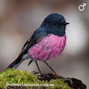 Pink Robin