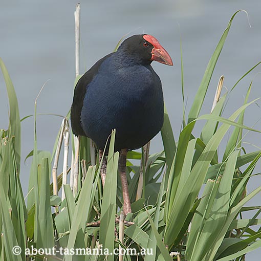 Purple Swamphen, Porphyrio porphyrio, Tasmania