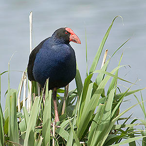 Australasian Swamphen