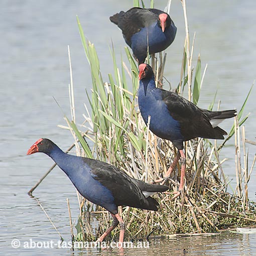 Purple Swamphen, Porphyrio porphyrio, Tasmania