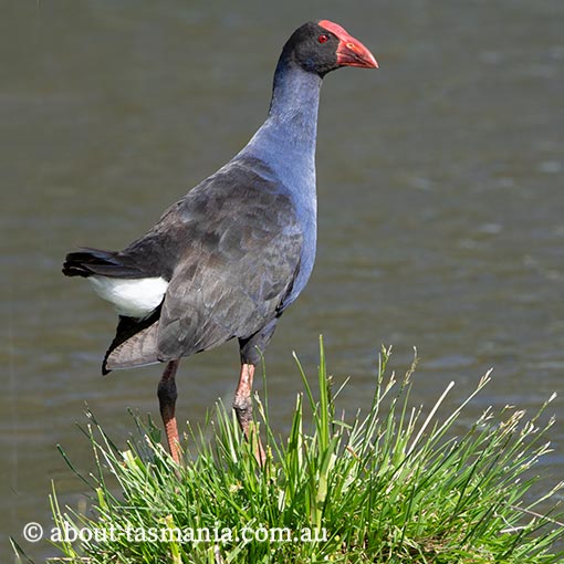 Purple Swamphen, Porphyrio porphyrio, Tasmania