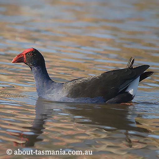 Purple Swamphen, Porphyrio porphyrio, Tasmania
