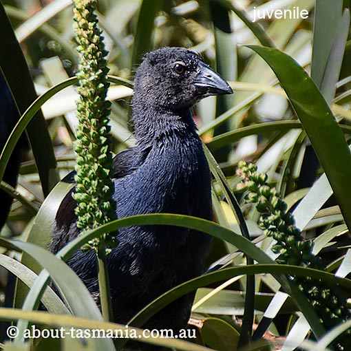 Purple Swamphen, Porphyrio porphyrio, Tasmania