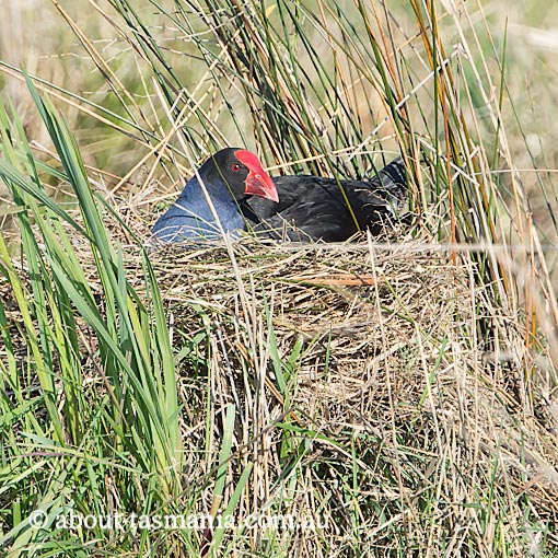 Purple Swamphen, Porphyrio porphyrio, Tasmania