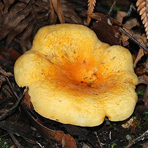 Russula flocktoniae