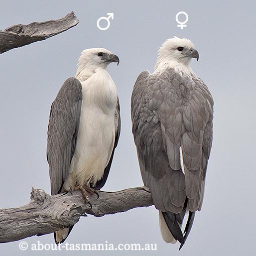 White-bellied Sea-Eagle, Ichthyophaga leucogaster, Haliaeetus leucogaster, Tasmania