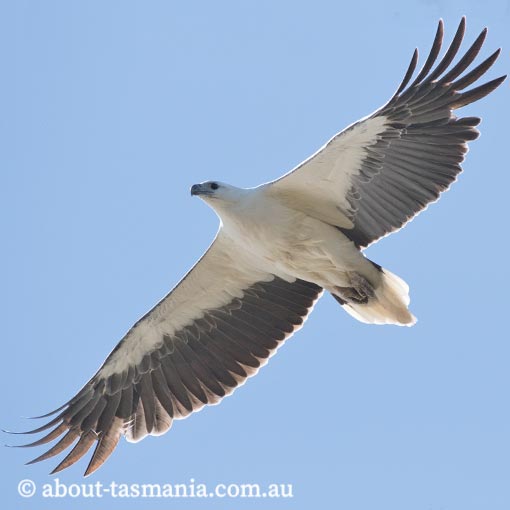 White-bellied Sea-Eagle, Ichthyophaga leucogaster, Haliaeetus leucogaster, Tasmania