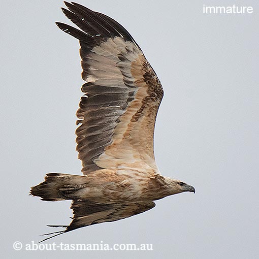 White-bellied Sea-Eagle, Ichthyophaga leucogaster, Haliaeetus leucogaster, Tasmania