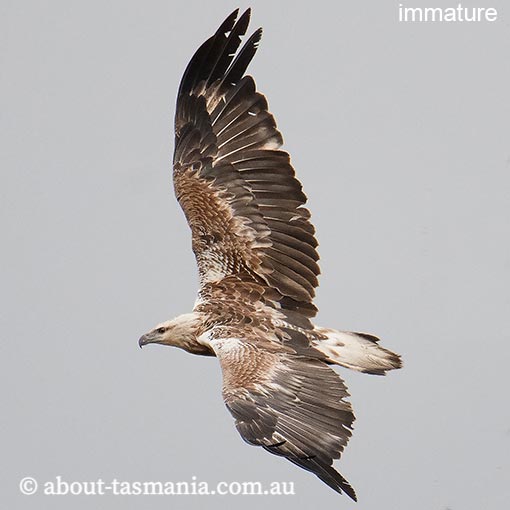 White-bellied Sea-Eagle, Ichthyophaga leucogaster, Haliaeetus leucogaster, Tasmania