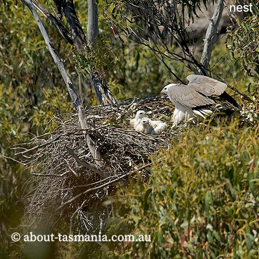 White-bellied Sea-Eagle, Ichthyophaga leucogaster, Haliaeetus leucogaster, Tasmania