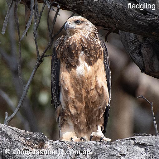 White-bellied Sea-Eagle, Ichthyophaga leucogaster, Haliaeetus leucogaster, Tasmania