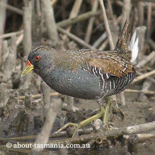 Australian spotted crake, Porzana fluminea, Tasmania