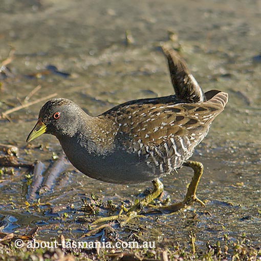 Australian spotted crake, Porzana fluminea, Tasmania
