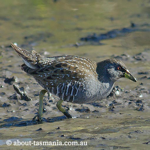 Australian spotted crake, Porzana fluminea, Tasmania
