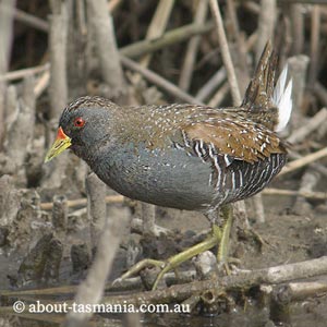 Australian Spotted Crake