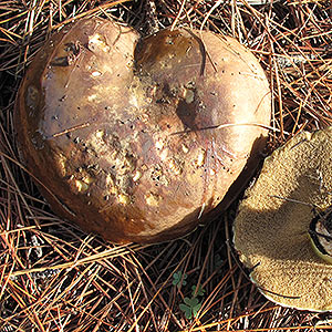 Suillus luteus