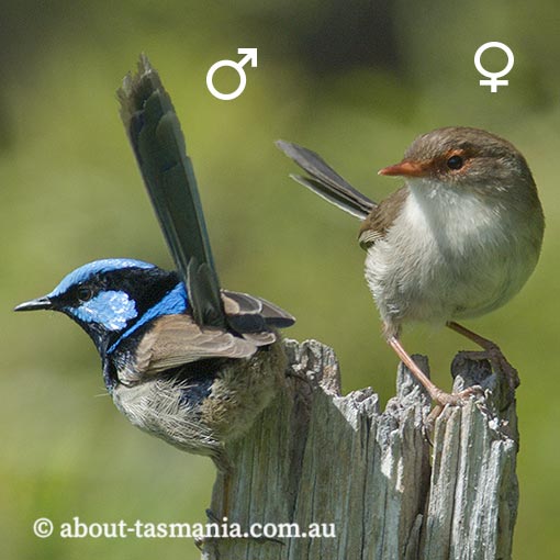 Superb Fairy-wren, Malurus cyaneus, Tasmania