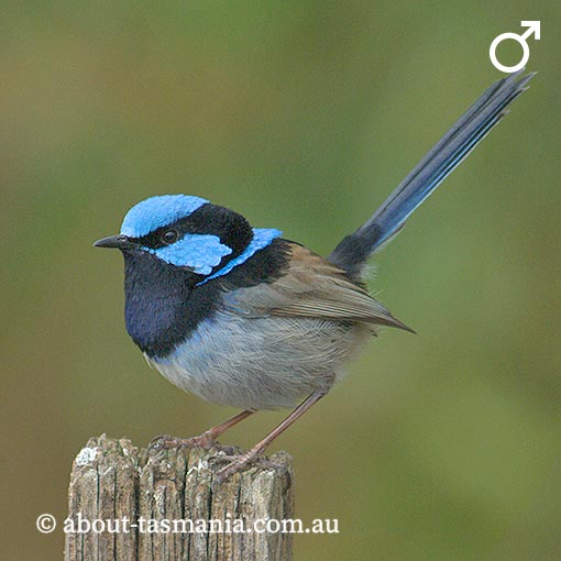 Superb Fairy-wren, Malurus cyaneus, Tasmania