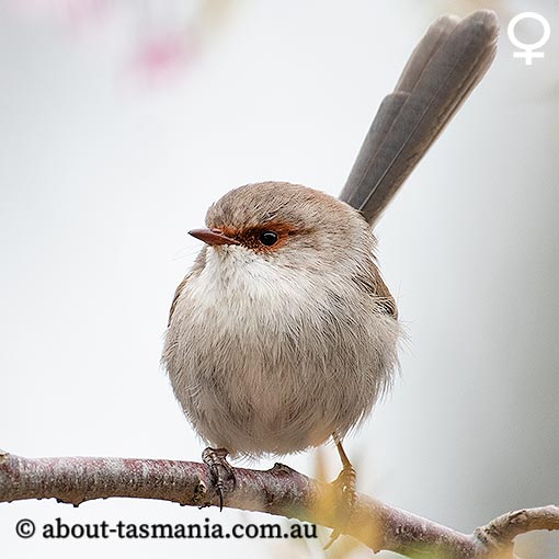Superb Fairy-wren, Malurus cyaneus, Tasmania