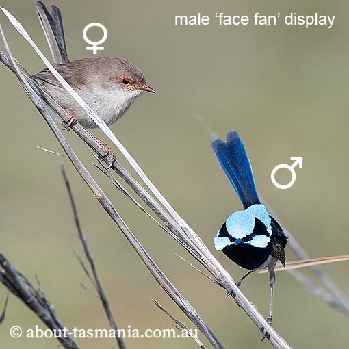 Superb Fairy-wren, Malurus cyaneus, Tasmania