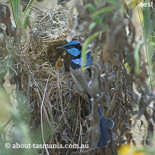 Superb Fairy-wren, Malurus cyaneus, Tasmania