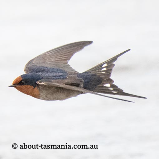 Welcome Swallow, Hirundo neoxena, Tasmania
