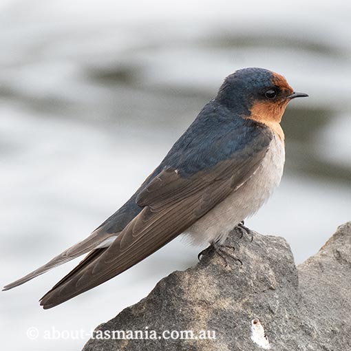 Welcome Swallow, Hirundo neoxena, Tasmania