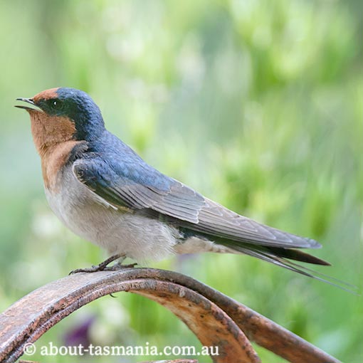 Welcome Swallow, Hirundo neoxena, Tasmania