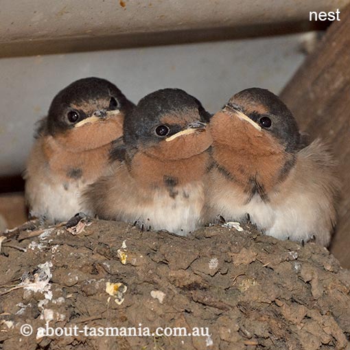 Welcome Swallow, Hirundo neoxena, Tasmania