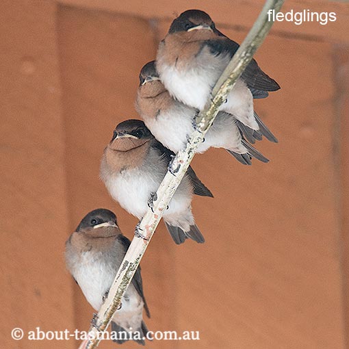 Welcome Swallow, Hirundo neoxena, Tasmania