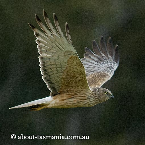 Swamp Harrier, Circus approximans, Tasmania