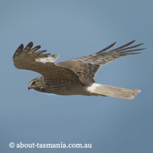 Swamp Harrier, Circus approximans, Tasmania