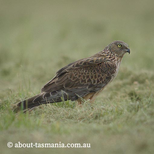 Swamp Harrier, Circus approximans, Tasmania