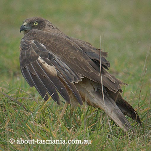Swamp Harrier, Circus approximans, Tasmania
