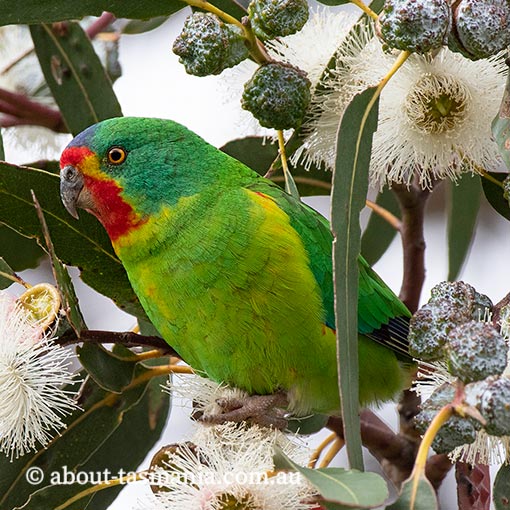 Swift Parrot, Lathamus discolor, Tasmania