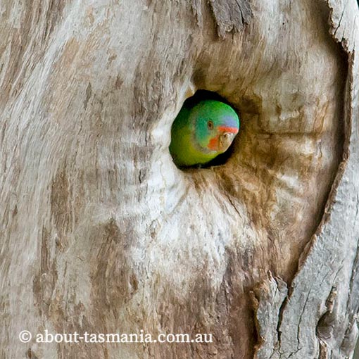 Swift Parrot, Lathamus discolor, Tasmania