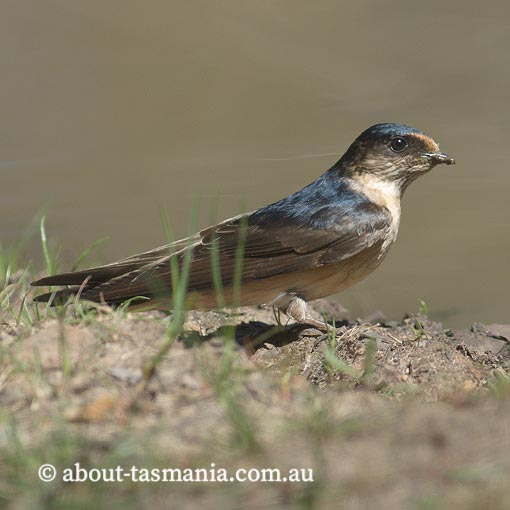 Tree Martin, Petrochelidon nigricans, Tasmania