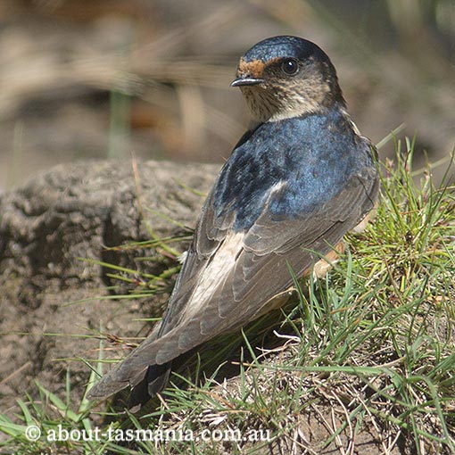 Tree Martin, Petrochelidon nigricans, Tasmania