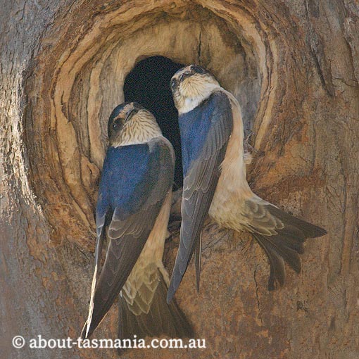 Tree Martin, Petrochelidon nigricans, Tasmania