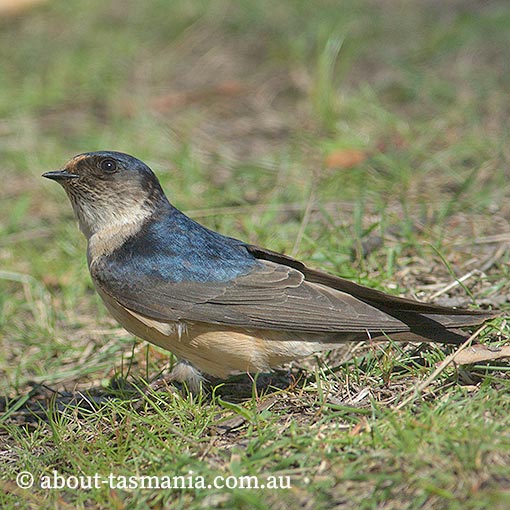 Tree Martin, Petrochelidon nigricans, Tasmania