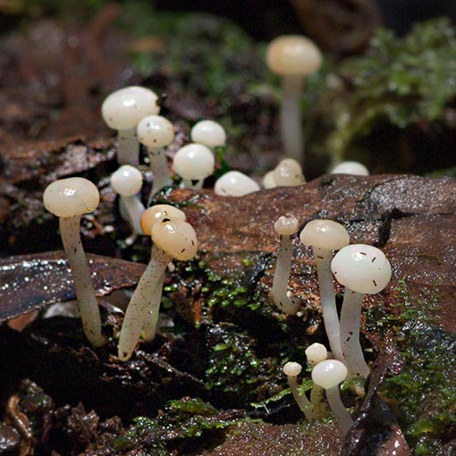 Vibrissea dura, Tasmania, fungi