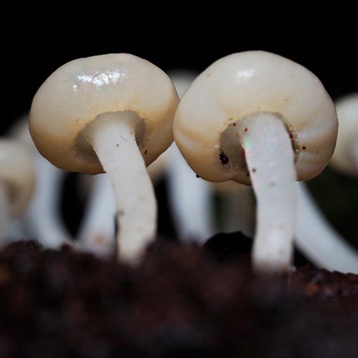 Vibrissea dura, Tasmania, fungi