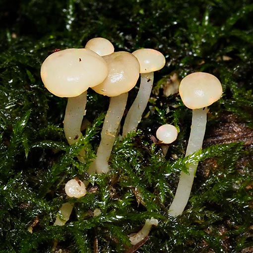 Vibrissea dura, Tasmania, fungi