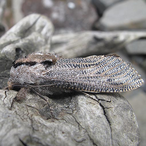 Endoxyla lituratus, Cossidae, Tasmania, moth