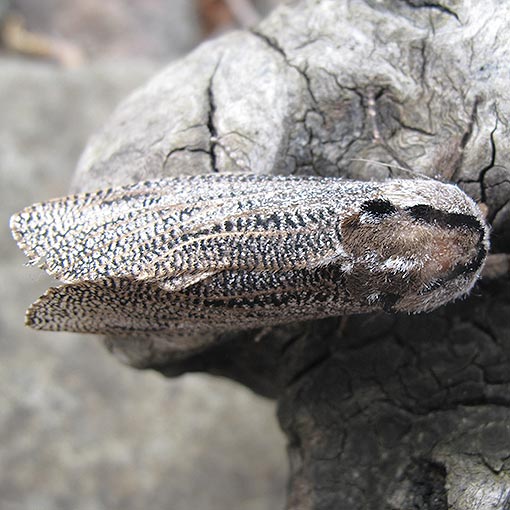 Endoxyla lituratus, Cossidae, Tasmania, moth