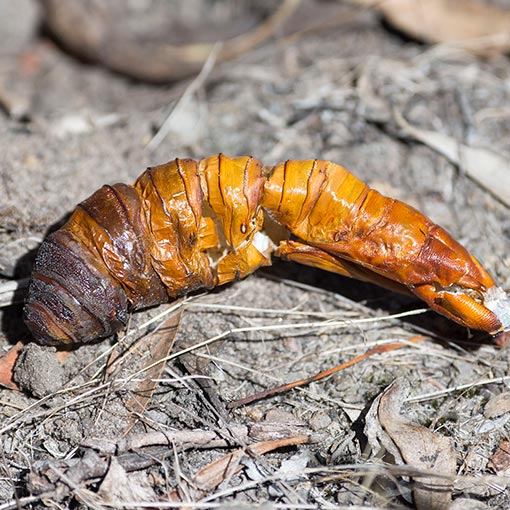 Endoxyla lituratus, Cossidae, Tasmania, moth