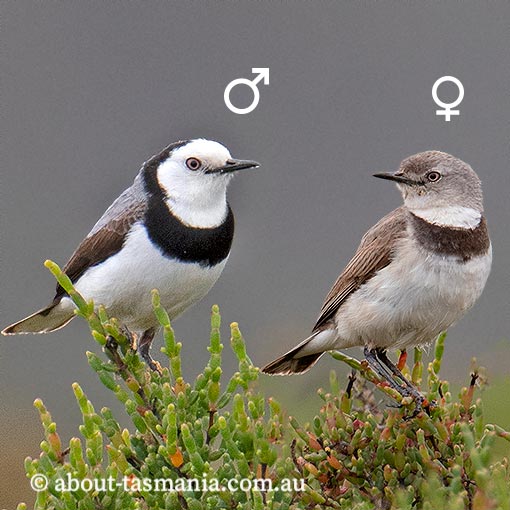 White-fronted Chat, Epthianura albifrons, Tasmania