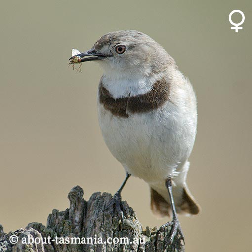 White-fronted Chat, Epthianura albifrons, Tasmania