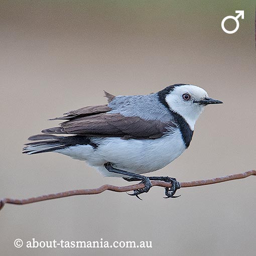 White-fronted Chat, Epthianura albifrons, Tasmania