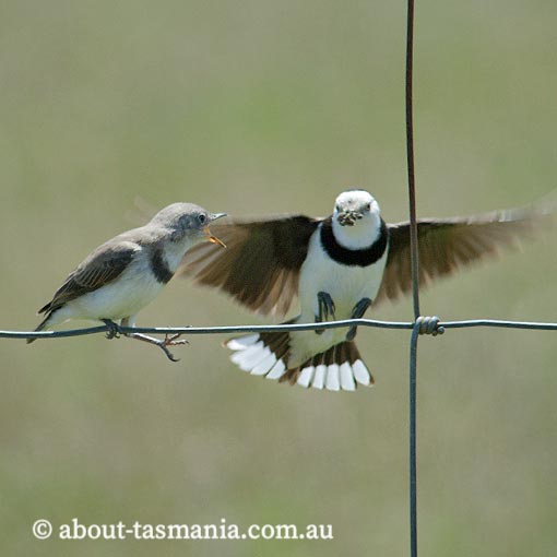 White-fronted Chat, Epthianura albifrons, Tasmania